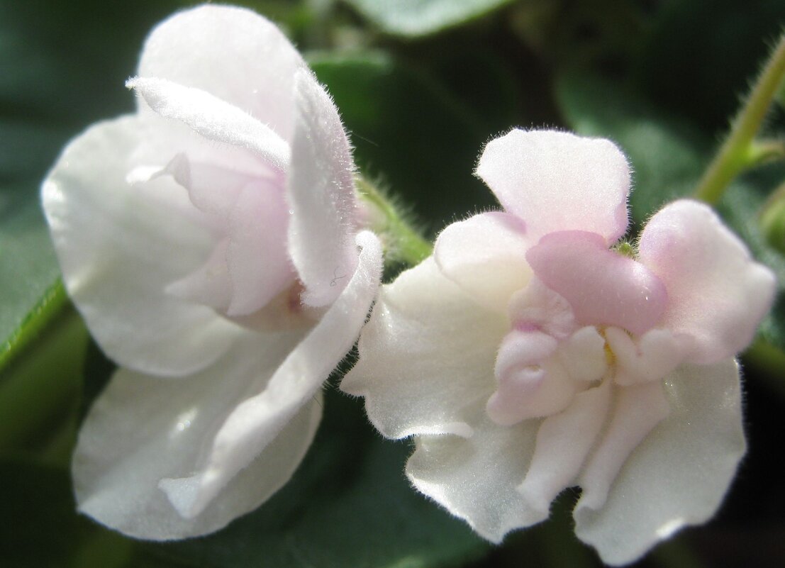 Мои фиалки - Елена Семигина