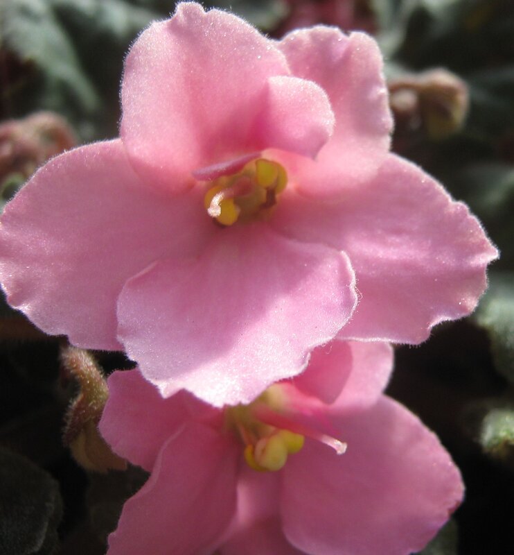 Фиалки - Елена Семигина