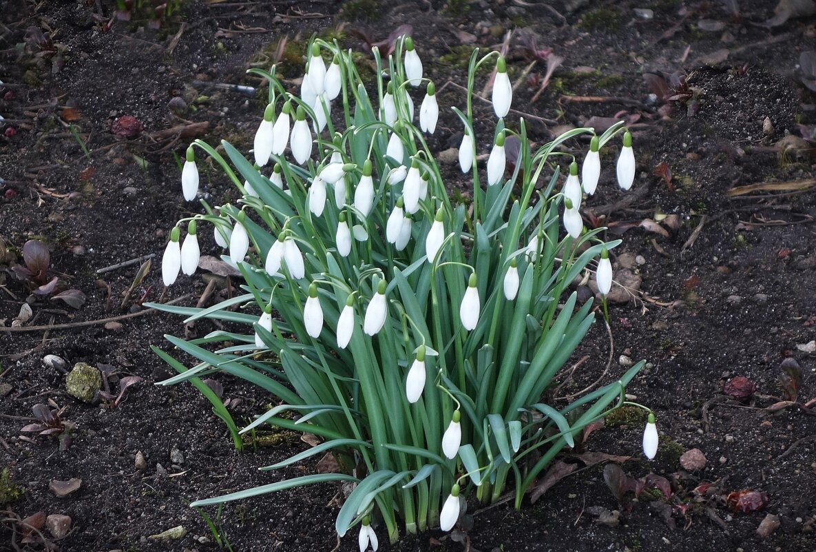 Подснежники - Рита Симонова