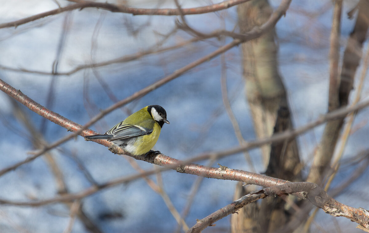 Большая синица. - Евгений Голубев