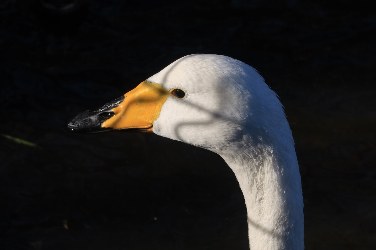 Лебедь, портрет в солнечном освещении - Галина Козлова 