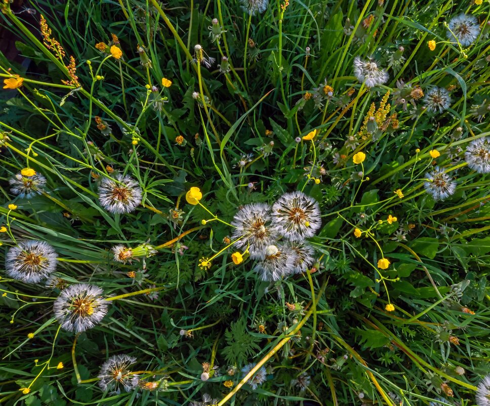 Одуванчики - Crazy Bee