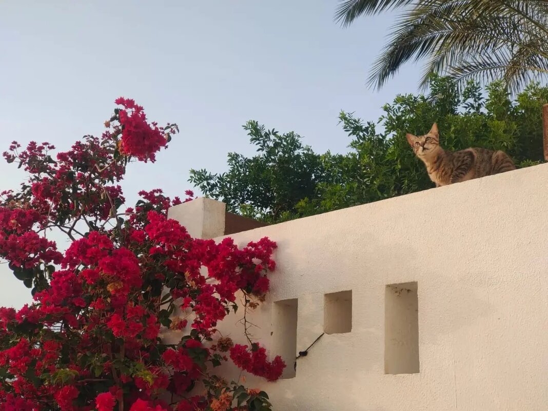 Египет. Шарм-эль-Шейх. "Высоко сижу, далеко гляжу" - Ирэн 