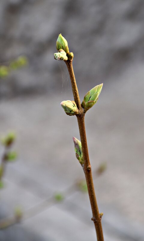 *** - Павленко Михаил 