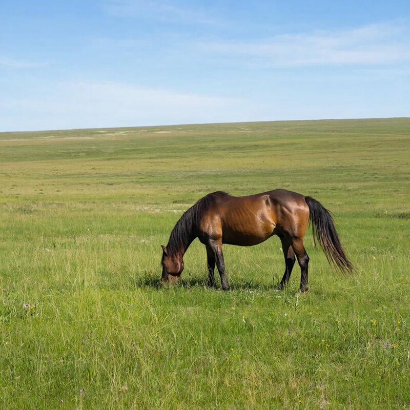 Лошадь на поле - М С