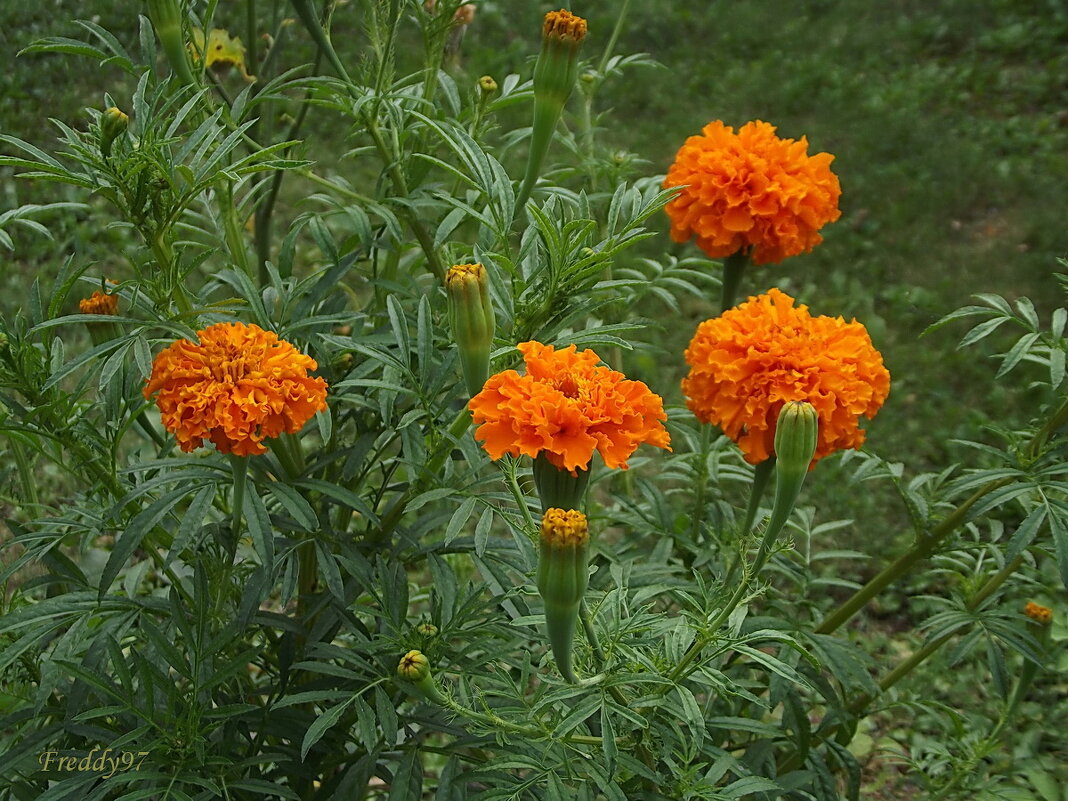 Бархатцы - Freddy 97