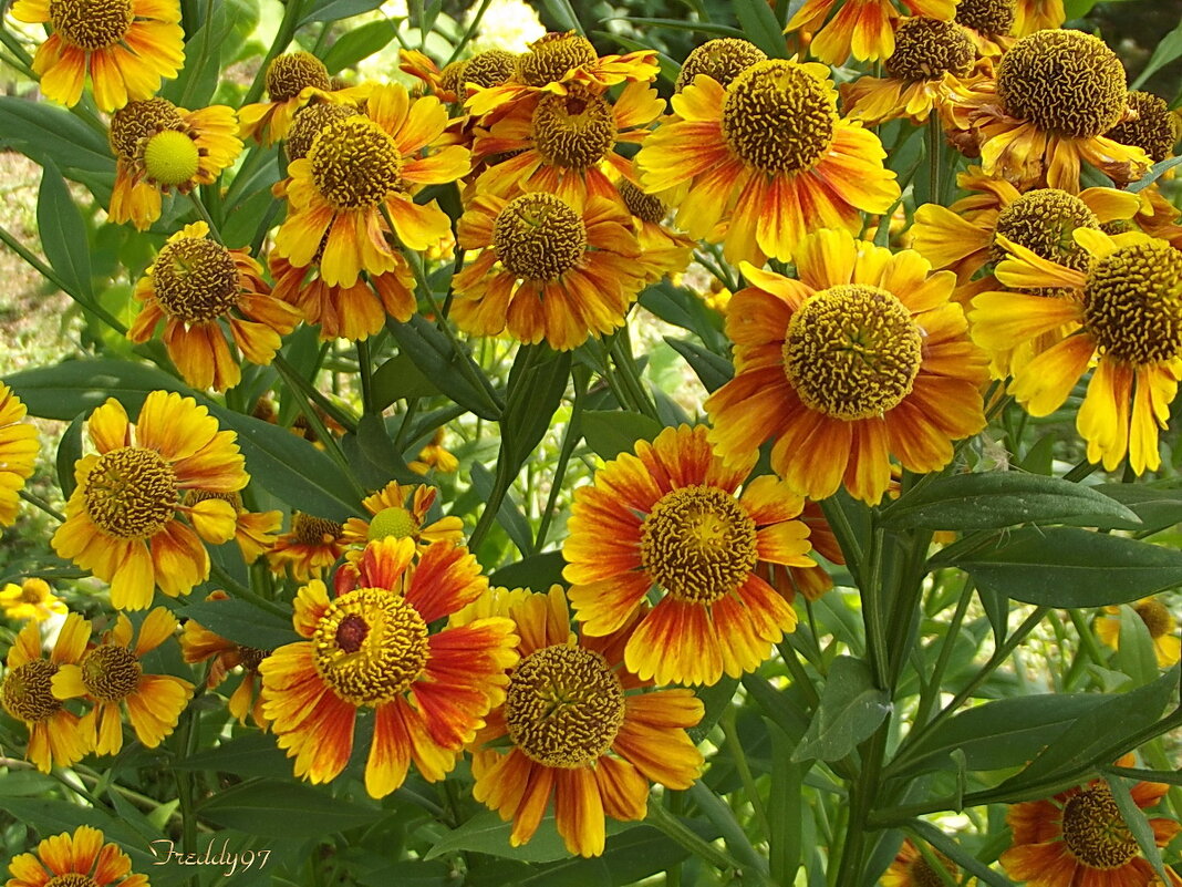 Гелениум - Freddy 97