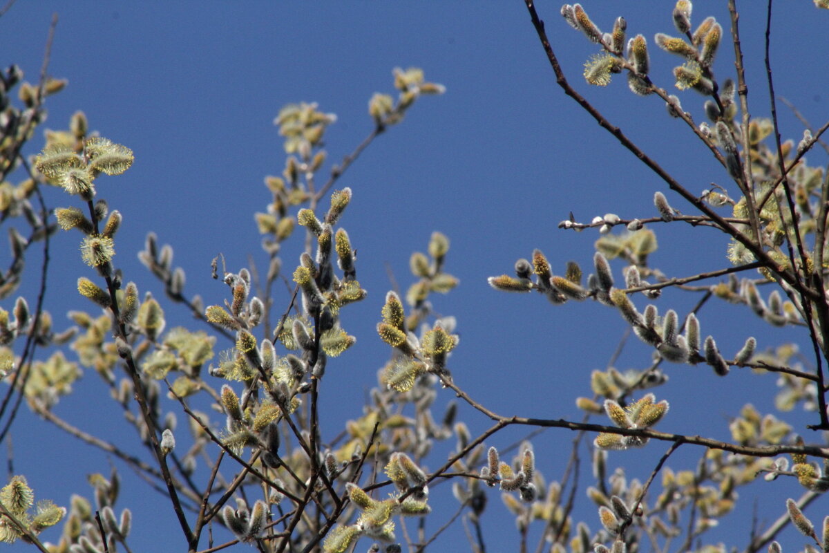 Подготовка к Празднику - олег свирский 