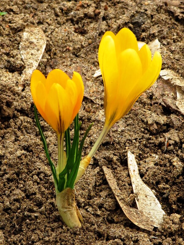 Жёлтые крокусы - Андрей Снегерёв