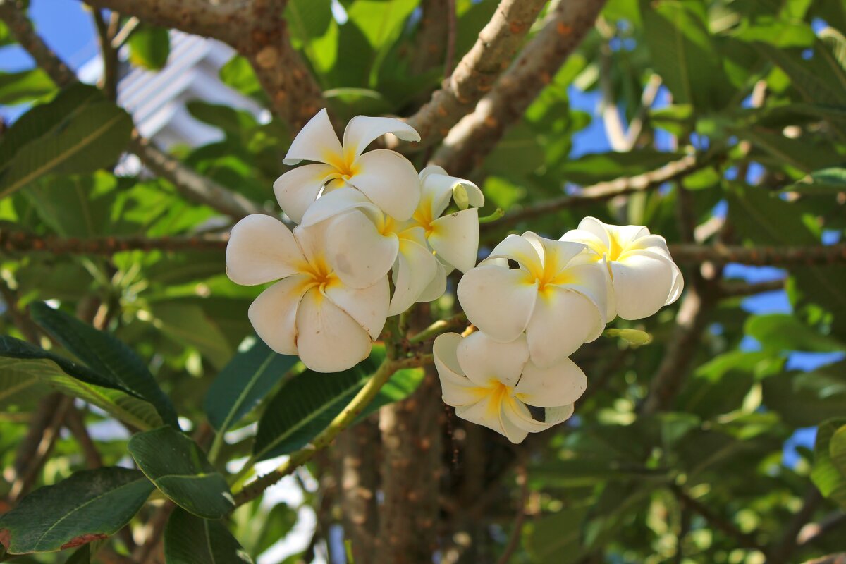 Плюмерия - Владимир Соколов (svladmir)