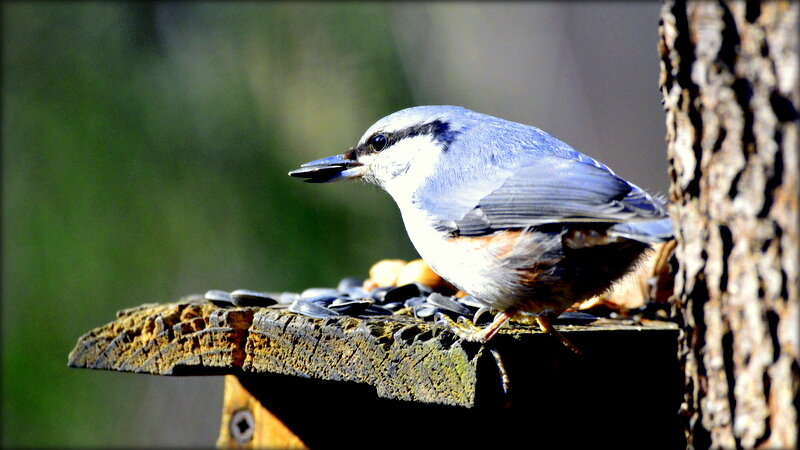 Поползень   на кормушке ... - Сергей 