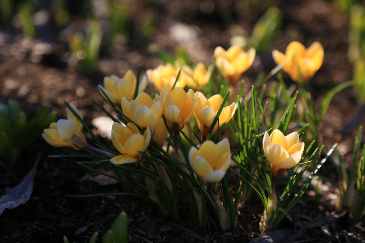 Крокусы в Зарядье - Ninell Nikitina