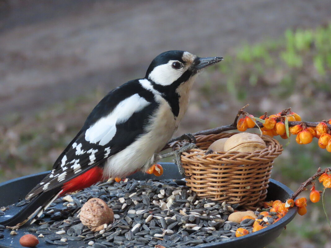 Самка БПД кушает орех - Ольга Митрофанова
