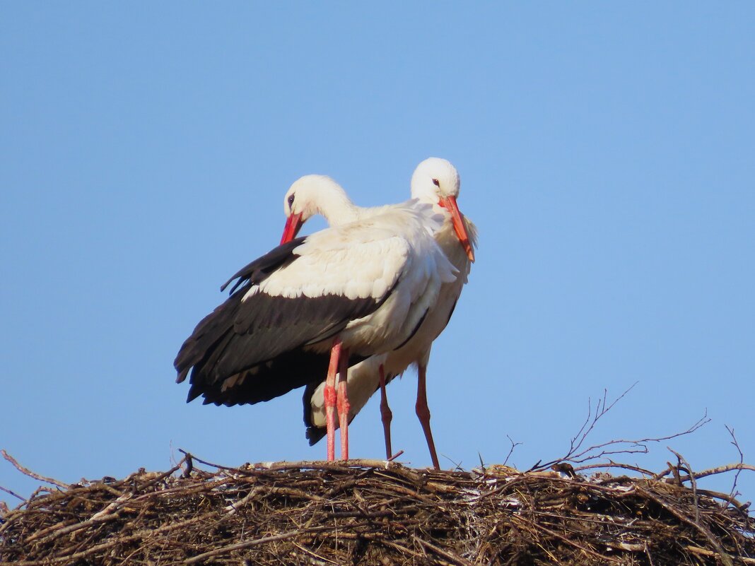 Аисты вернулись - Ольга Митрофанова