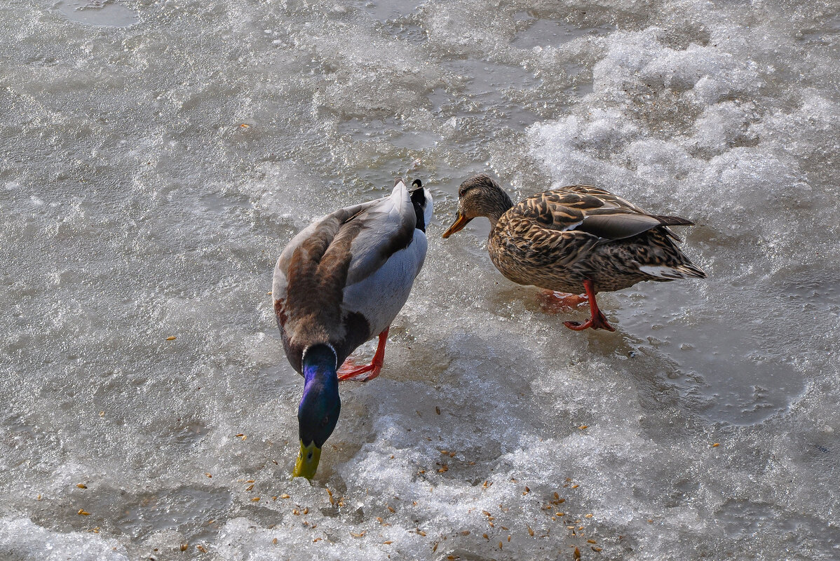 Парочка на льду - Татьяна Машошина