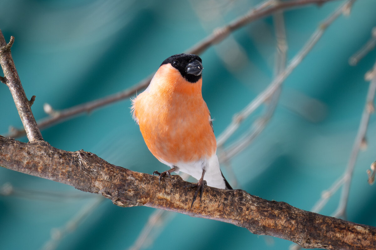 Красавчик Снегирь - Сергей Брюшинин