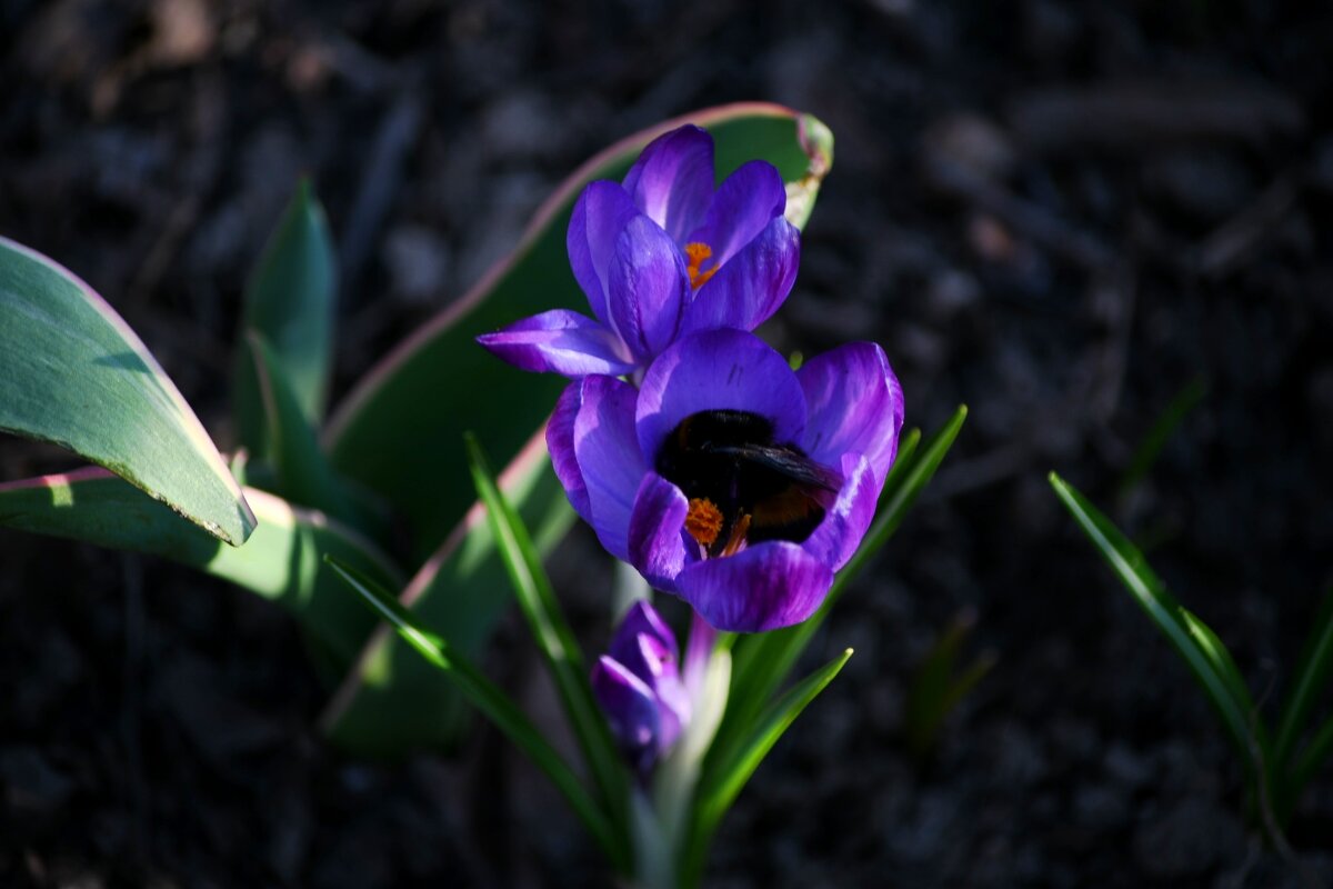 Уставший жужик - Татьяна Евдокимова