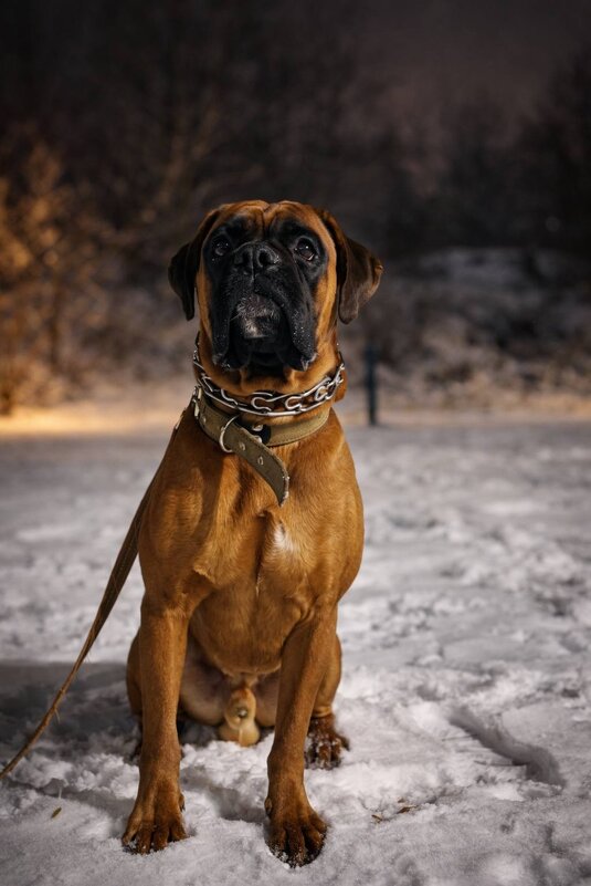 Немецкий боксер - Ann 