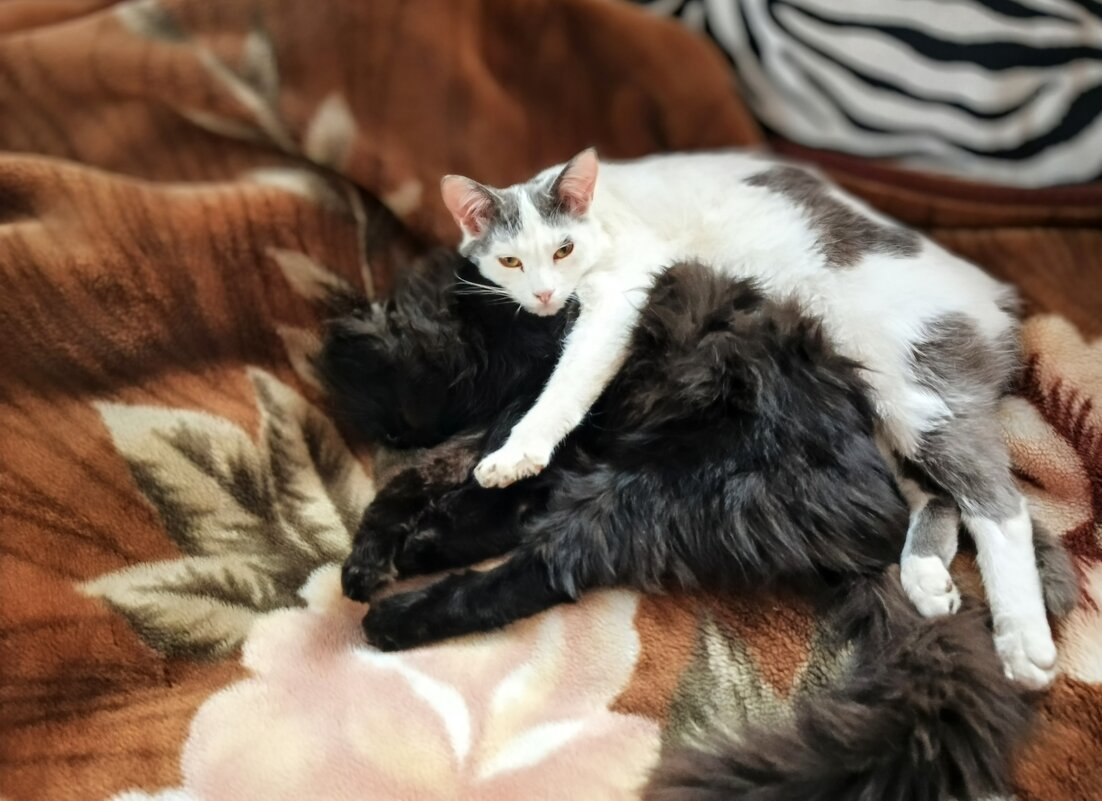 Друзья - Михаил Столяров