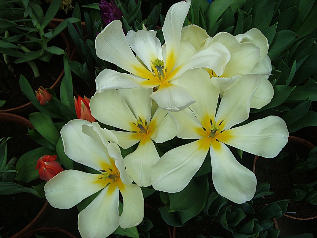 Тюльпаны - Лидия Бусурина Тюльпаны - Лидия Бусурина