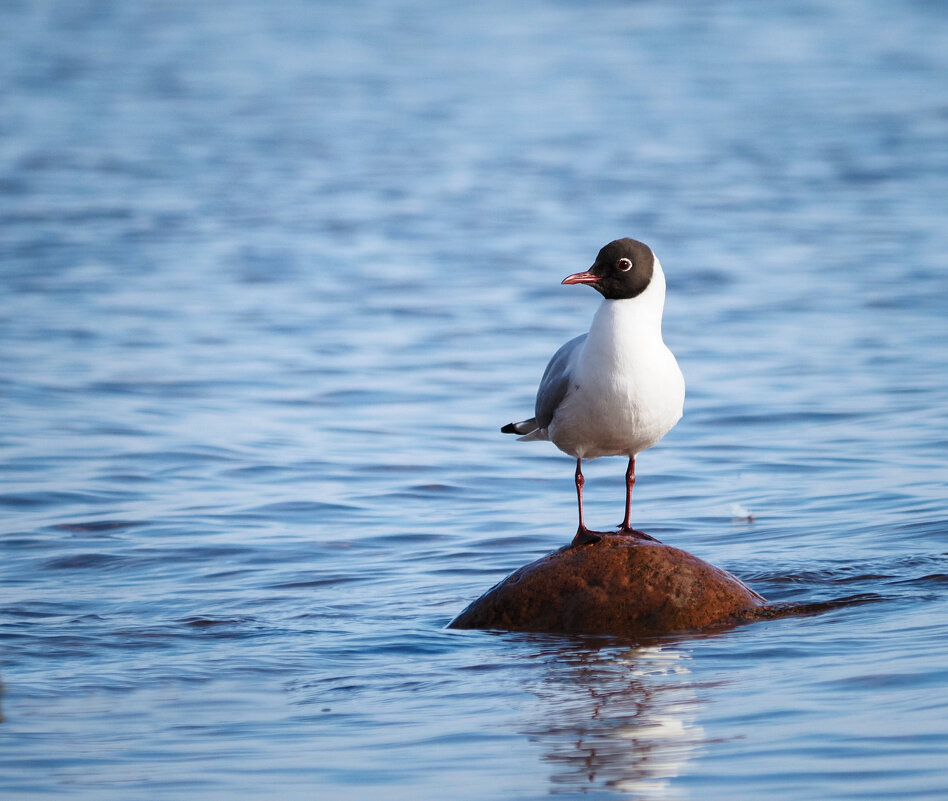 На посту - Магомед .