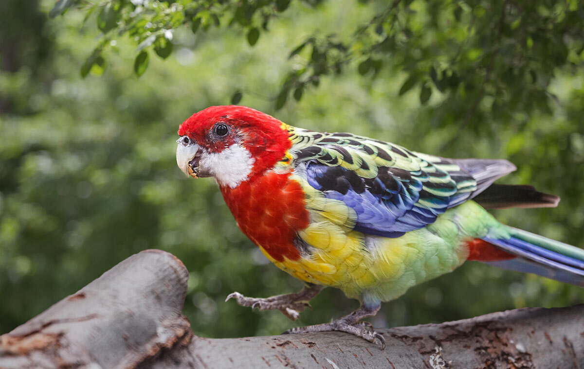 Розелла - SanSan 