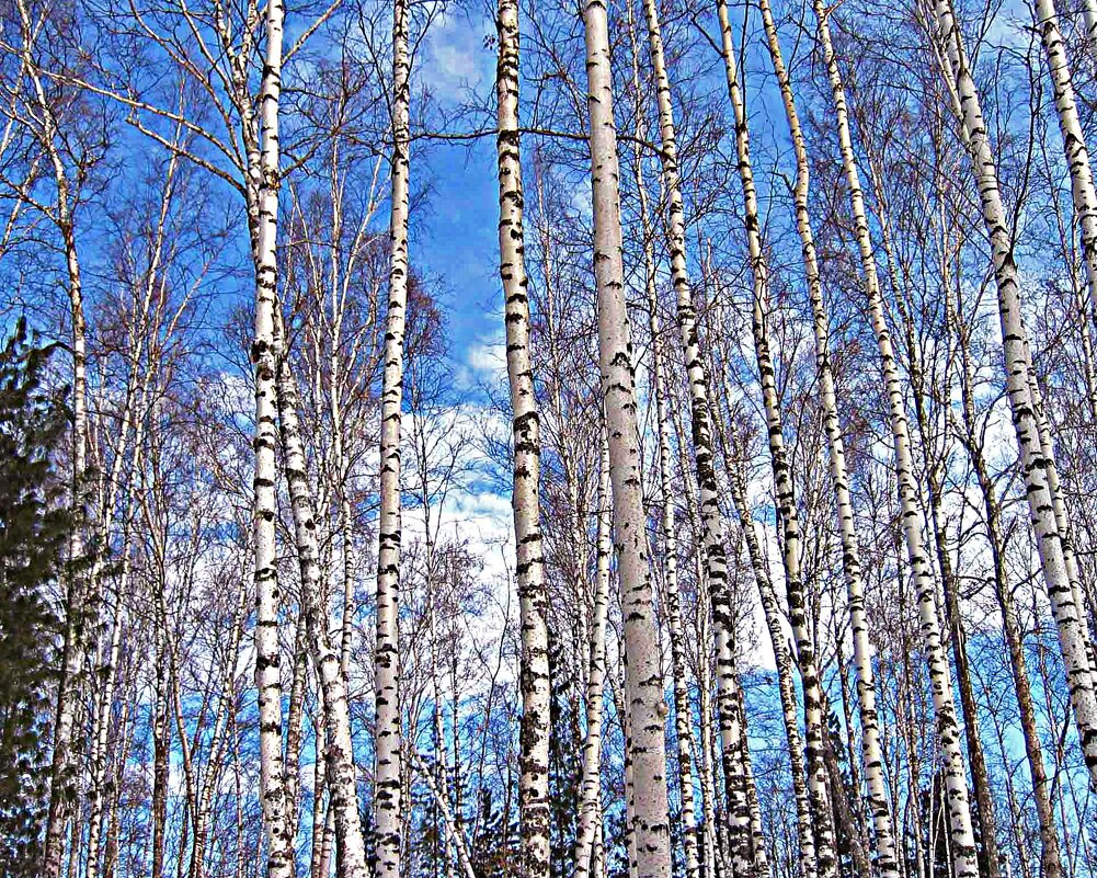 Апрель...Березы у протоки Чеускина! - Владимир 