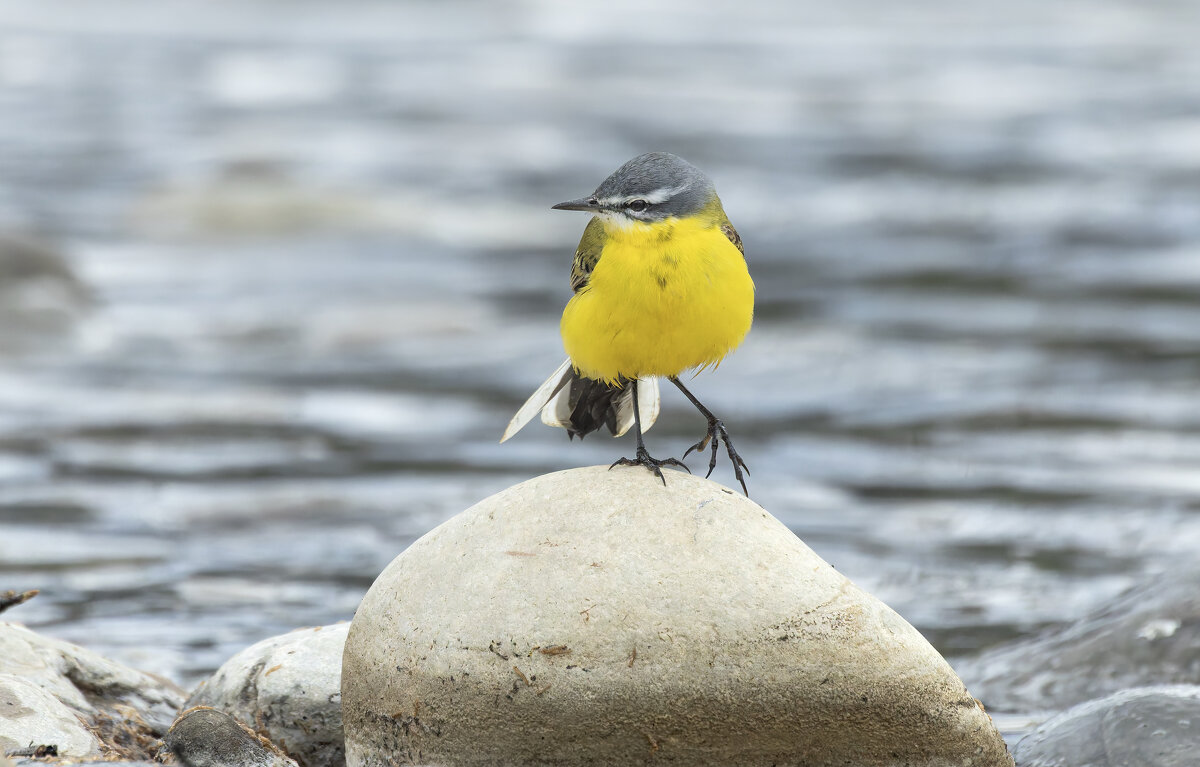 желтая трясогузка - юрий макаров