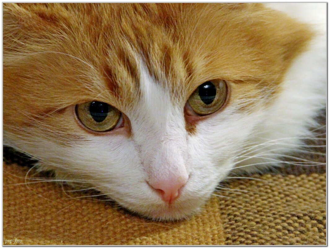 Портрет Марсика - Владимир Попов Портрет Марсика - Владимир Попов