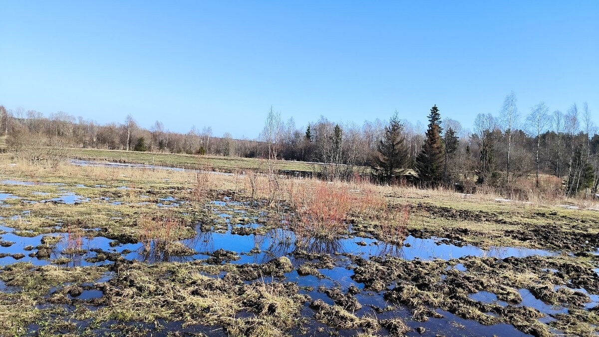 Мартовский денек в полях. - Ольга Мартовский денек в полях. - Ольга