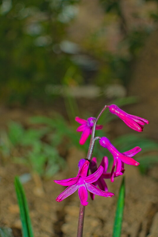 Гиацинт - Giant Tao /