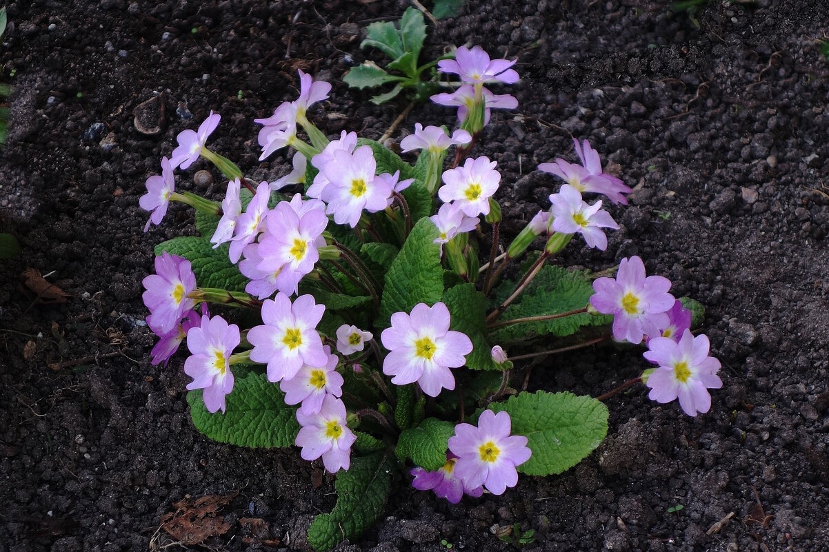 Примула - Рита Симонова Примула - Рита Симонова