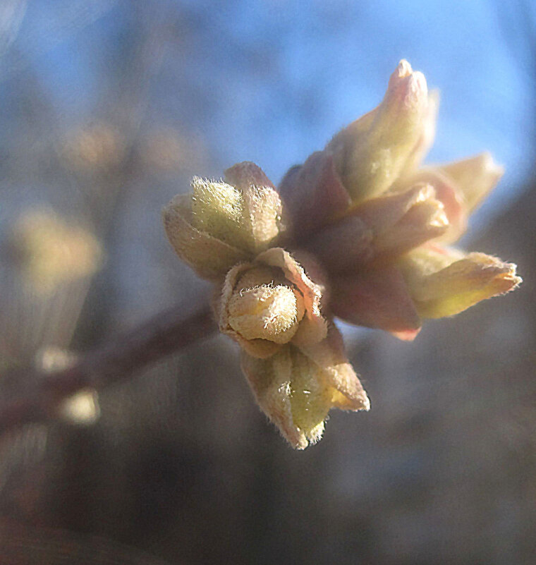А пока март - Елена Семигина