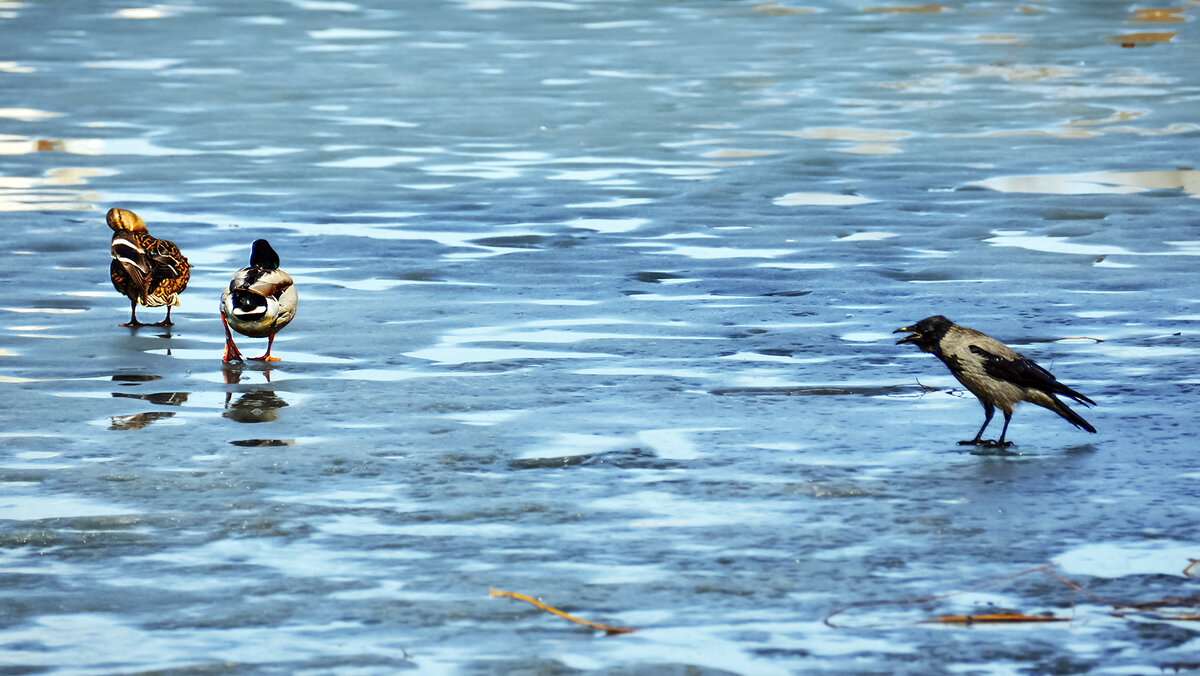 У них свои разборки - Alexandеr P
