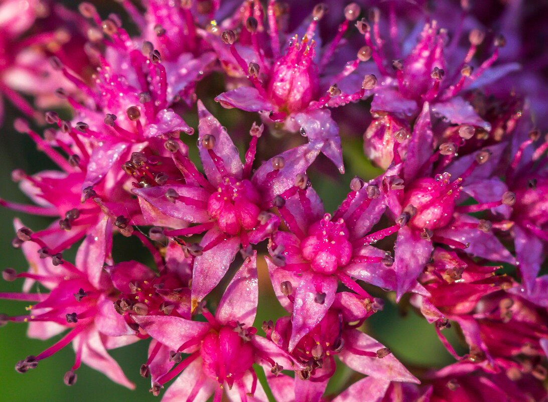 Краски лета. - Алексей Трухин