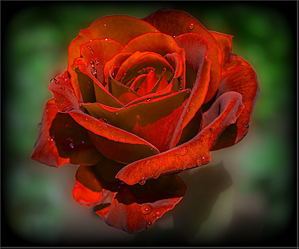 Красная роза  в каплях дождя - Наталья ***