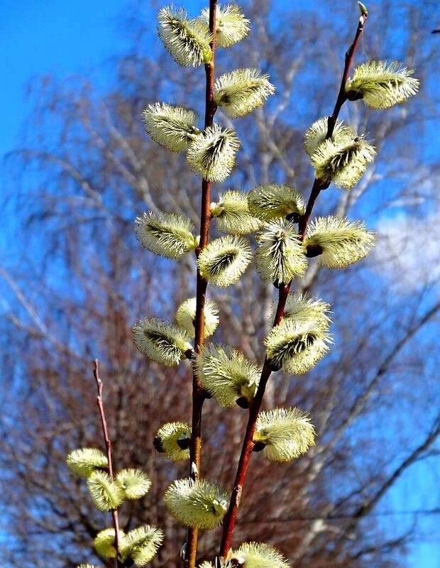 Верба цветет - Наталья ***