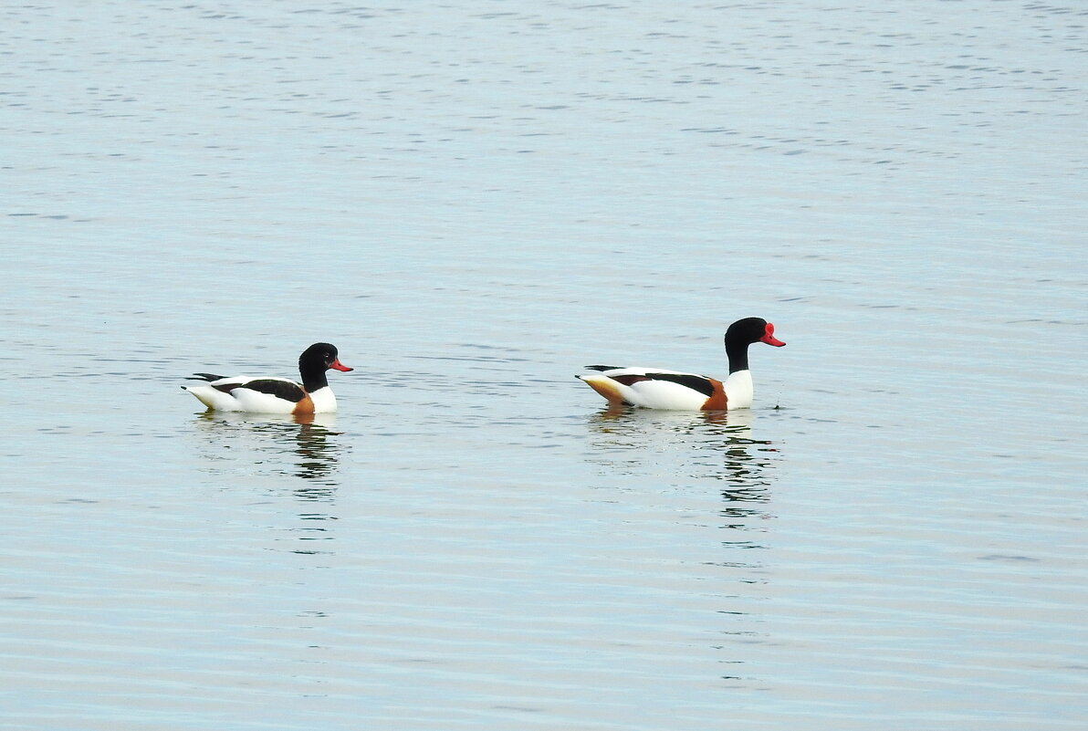 весна.Пеганка - ИННА ПОРОХОВА