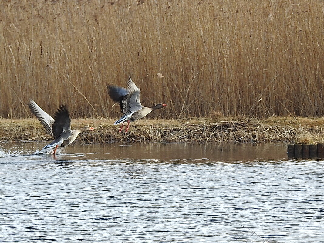 весна.гуси - ИННА ПОРОХОВА