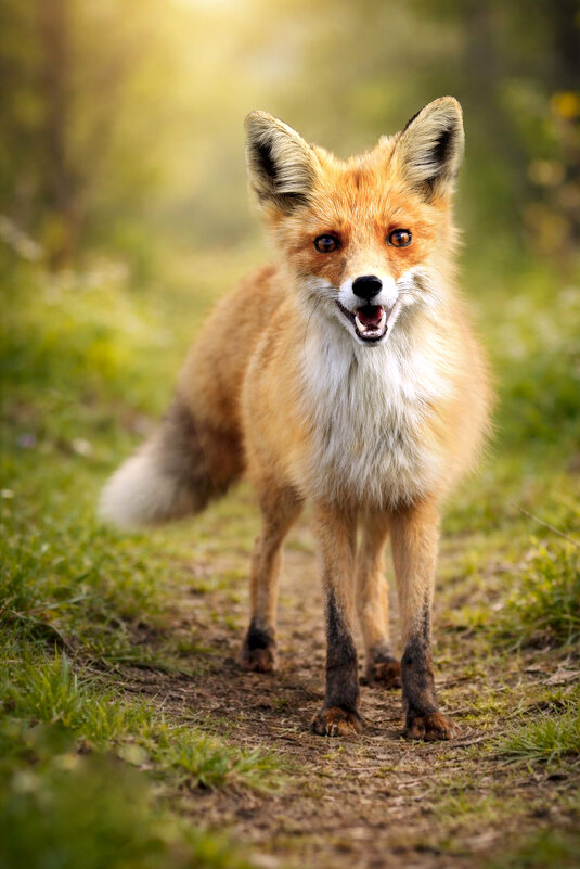 *** - Валерий Черняк