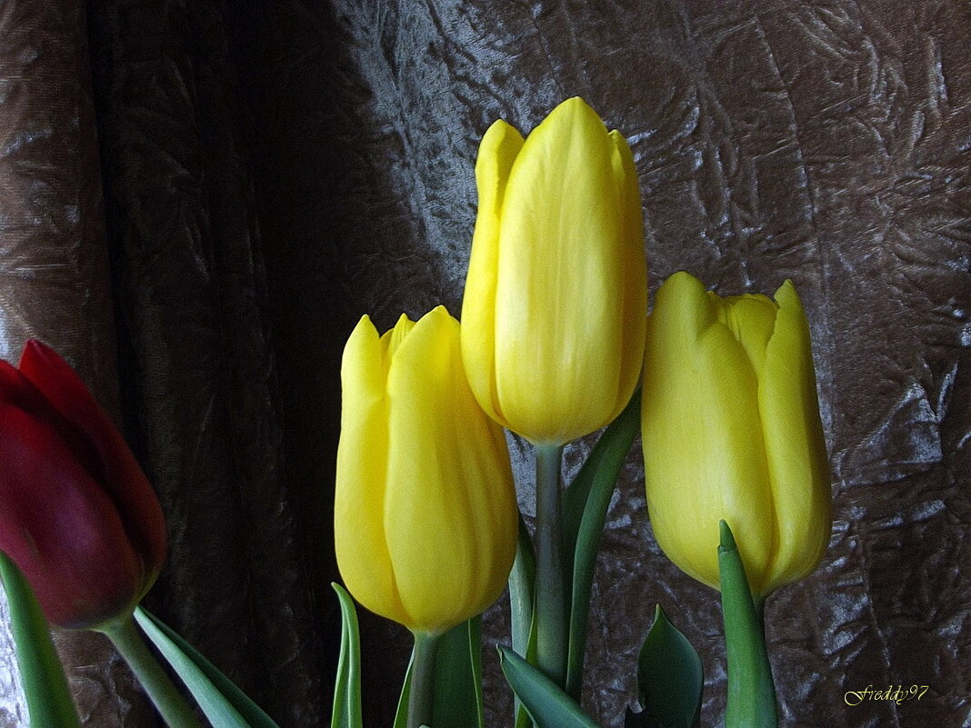 Букет - Freddy 97 Букет - Freddy 97