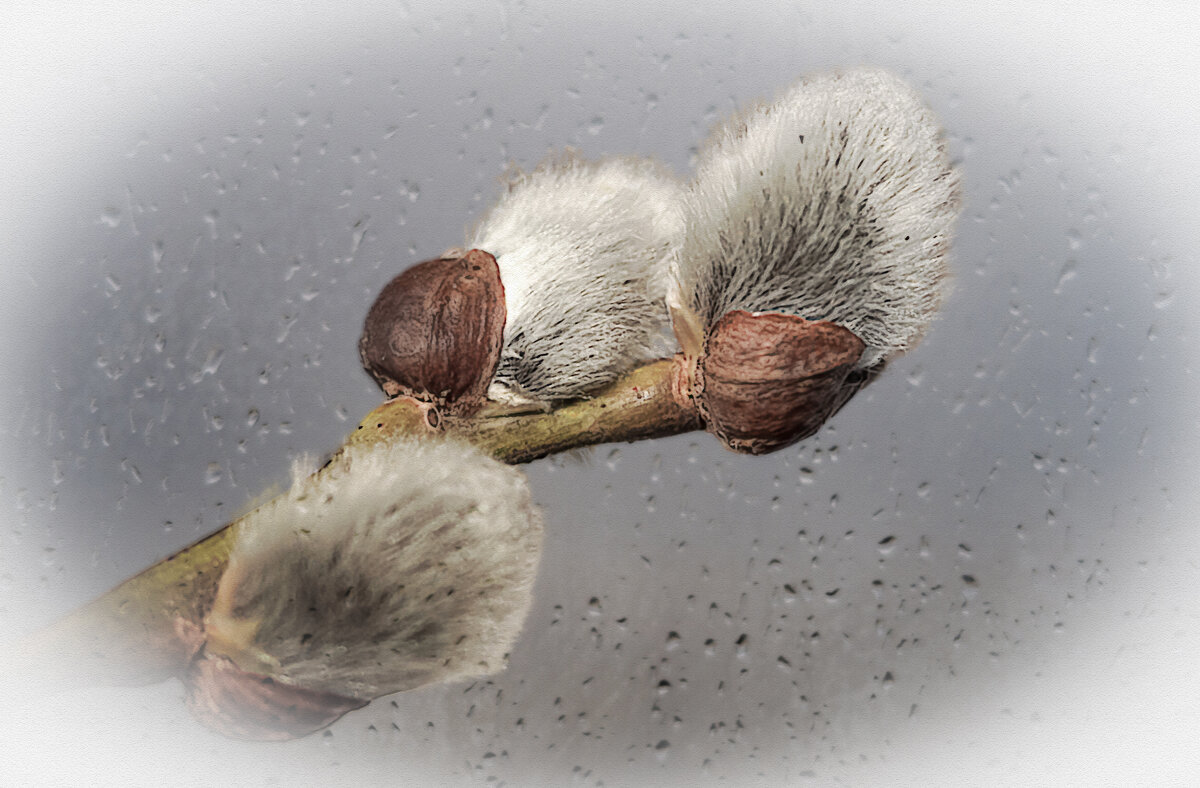 Верба - Aleksey Afonin