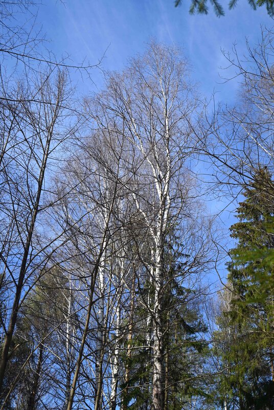 Кроны. - ВикТор Быстров