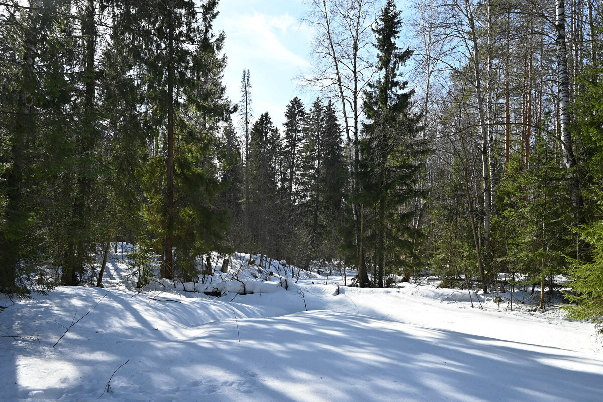 Лес весенний. - ВикТор Быстров