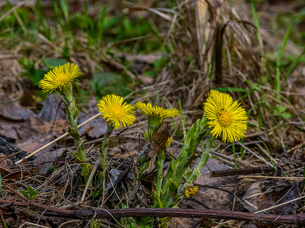 Мать-и-мачеха обыкновенная - Aleksey Afonin