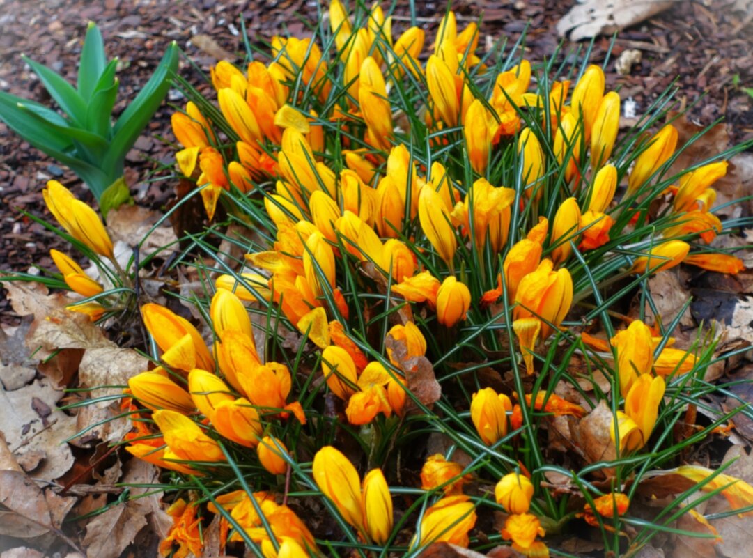 Настало время крокусов(шафранов) - Aida10 