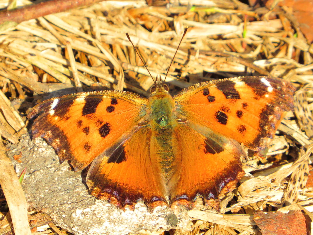 Вышла из спячки - Андрей Снегерёв Вышла из спячки - Андрей Снегерёв