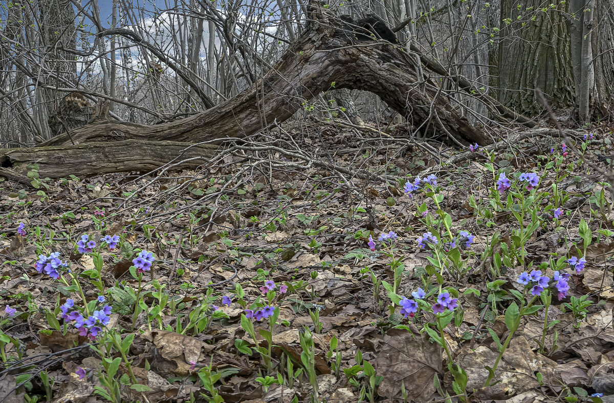 Медуница лесная - Aleksey Afonin