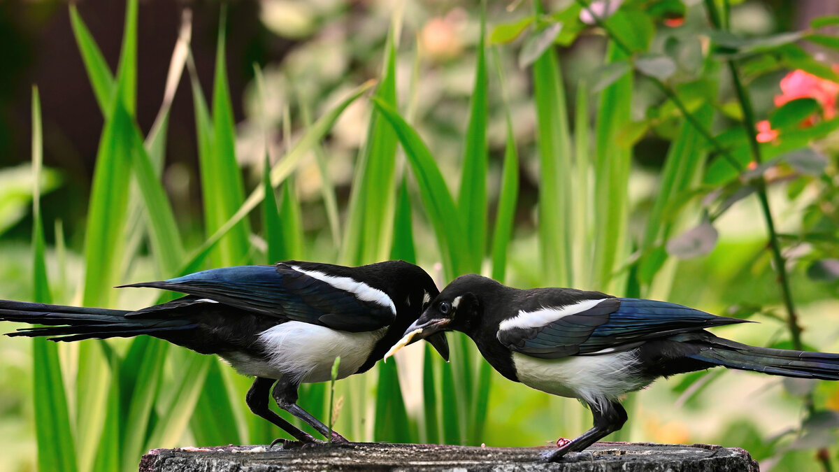 Мир птиц - Николай Соколухин Мир птиц - Николай Соколухин