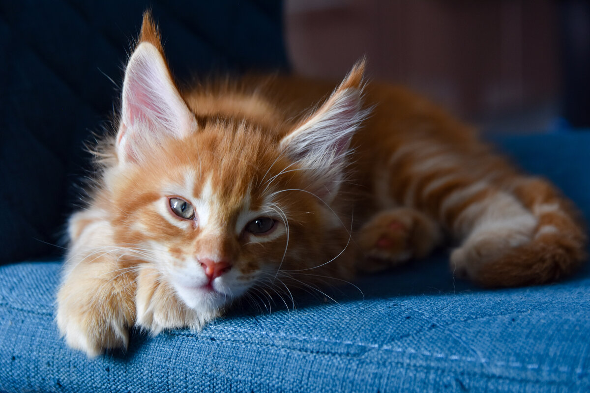 Харитон - Владимир Звягин Харитон - Владимир Звягин